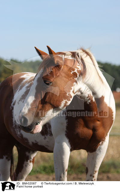 Paint Portrait / Paint horse portrait / BM-02087