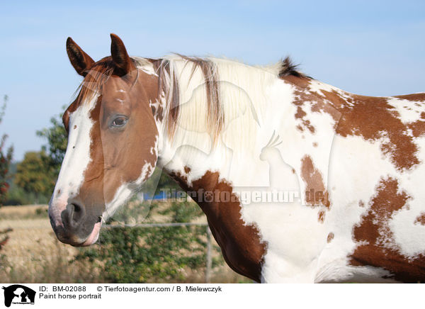 Paint horse portrait / BM-02088
