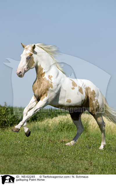 galloping Paint Horse / NS-02285