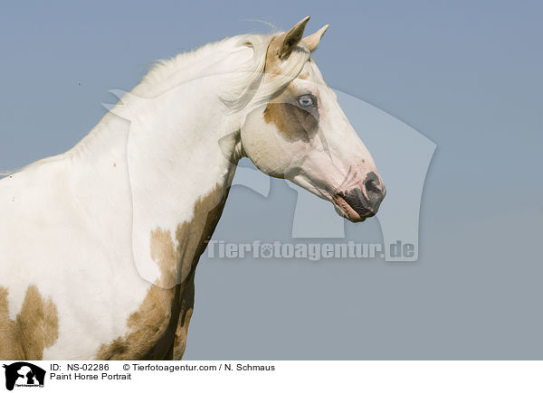Paint Horse Portrait / Paint Horse Portrait / NS-02286