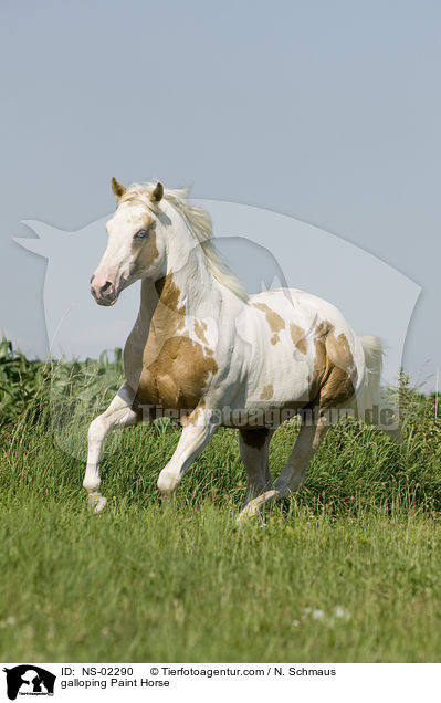 galoppierendes Paint Horse / galloping Paint Horse / NS-02290