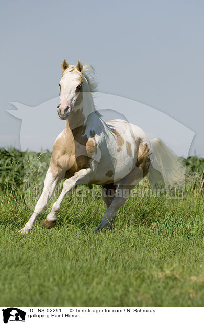 galoppierendes Paint Horse / galloping Paint Horse / NS-02291