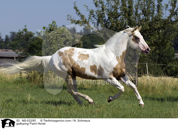 galoppierendes Paint Horse / galloping Paint Horse / NS-02295
