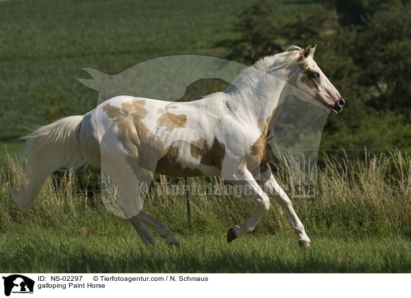 galoppierendes Paint Horse / galloping Paint Horse / NS-02297