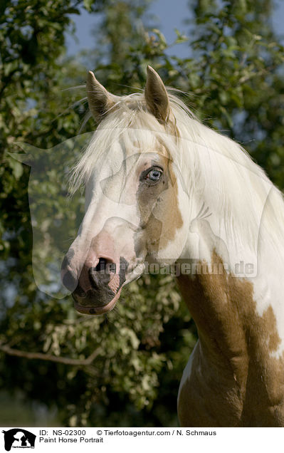 Paint Horse Portrait / Paint Horse Portrait / NS-02300