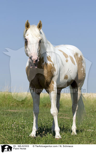 Paint Horse / Paint Horse / NS-02303