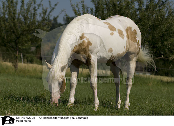 Paint Horse / Paint Horse / NS-02308
