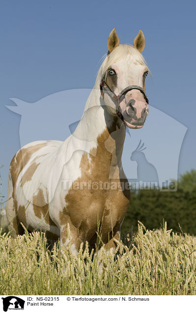 Paint Horse / Paint Horse / NS-02315