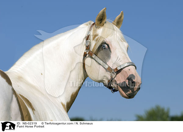 Paint Horse Portrait / Paint Horse Portrait / NS-02319