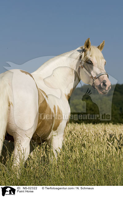 Paint Horse / Paint Horse / NS-02322