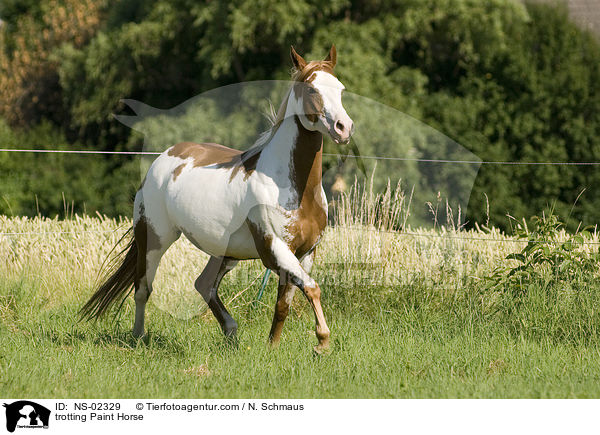 trabendes Paint Horse / trotting Paint Horse / NS-02329