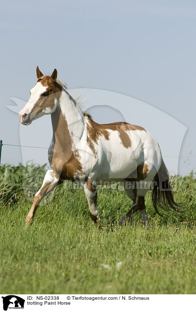 trabendes Paint Horse / trotting Paint Horse / NS-02338