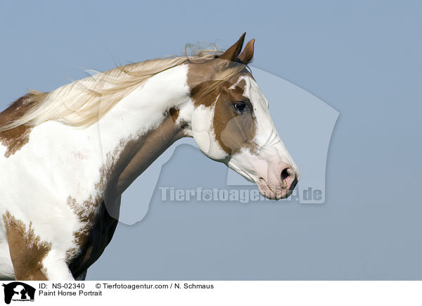 Paint Horse Portrait / Paint Horse Portrait / NS-02340
