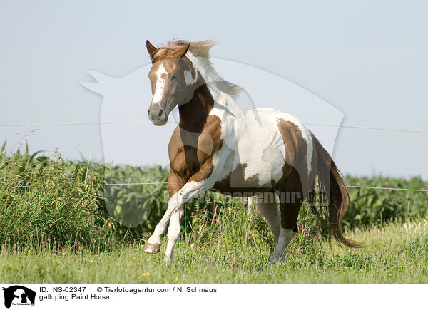 galoppierendes Paint Horse / galloping Paint Horse / NS-02347