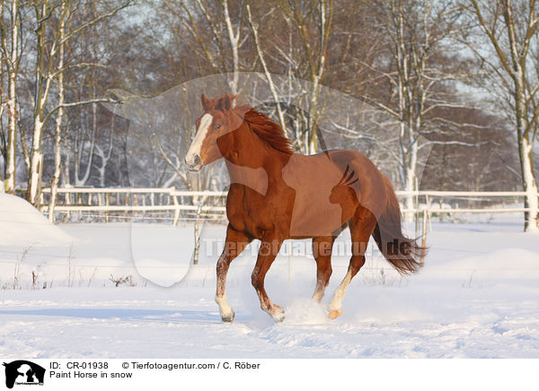 Paint Horse im Schnee / Paint Horse in snow / CR-01938