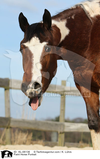 Paint Horse Portrait / Paint Horse Portrait / KL-06136