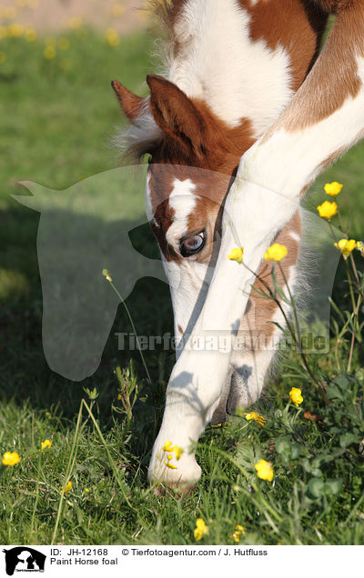 Paint Horse Fohlen / Paint Horse foal / JH-12168