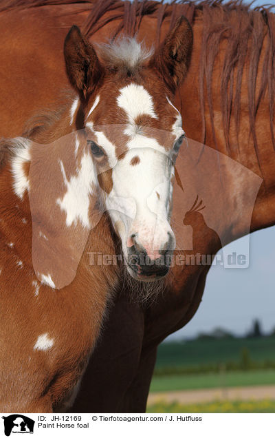 Paint Horse foal / JH-12169