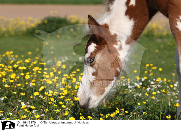 Paint Horse foal / JH-12170