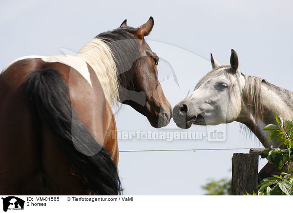 2 horses / VM-01565