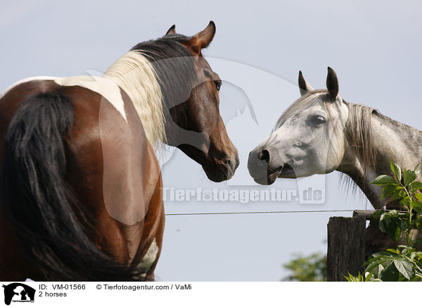 2 horses / VM-01566