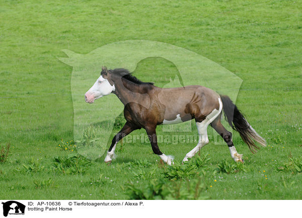 trabendes Paint Horse / trotting Paint Horse / AP-10636