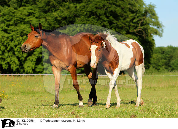 2 horses / KL-09584