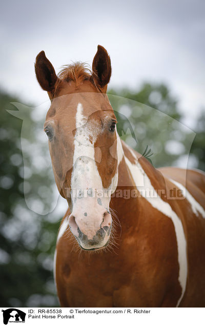 Paint Horse Portrait / Paint Horse Portrait / RR-85538