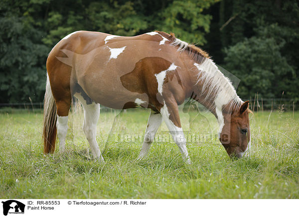 Paint Horse / Paint Horse / RR-85553