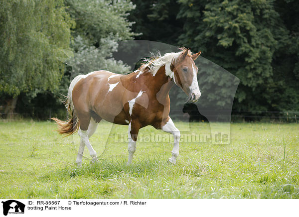 trabendes Paint Horse / trotting Paint Horse / RR-85567