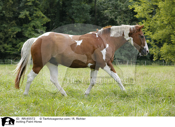 trabendes Paint Horse / trotting Paint Horse / RR-85572