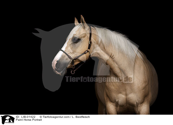 Paint Horse Portrait / Paint Horse Portrait / LIB-01422