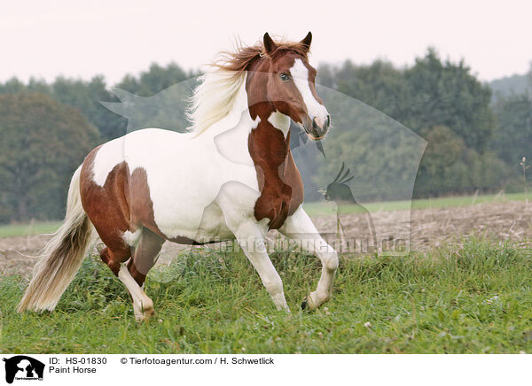Paint Horse / Paint Horse / HS-01830