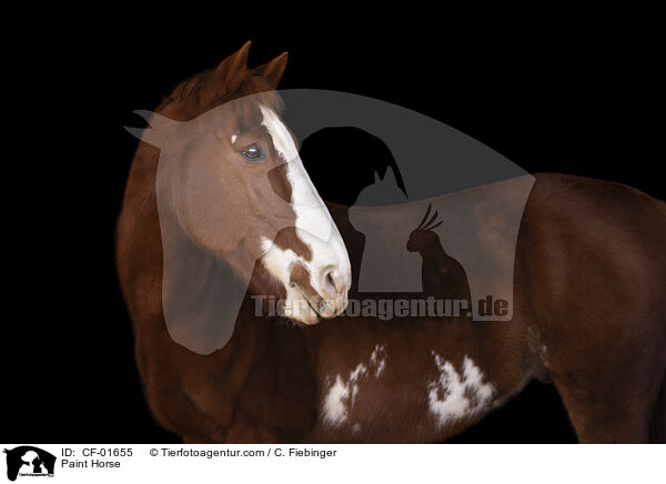 Paint Horse / CF-01655