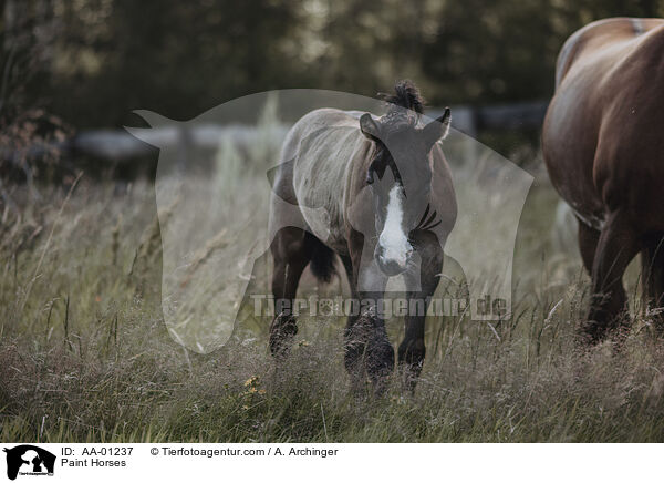 Paint Horses / Paint Horses / AA-01237