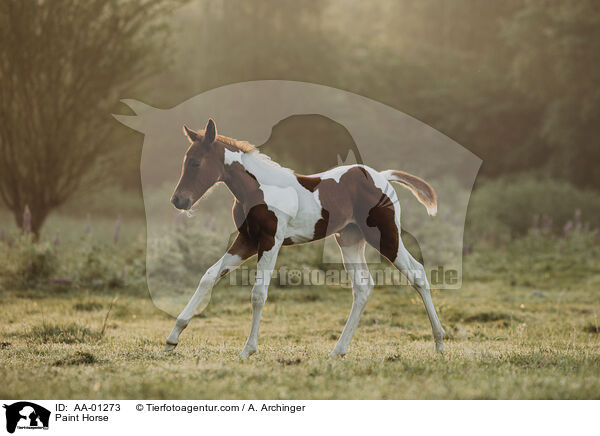 Paint Horse / AA-01273