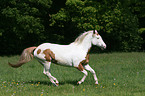 galloping Paint Horse