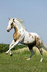 galloping Paint Horse