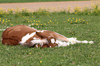 Paint Horse foal