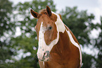 Paint Horse Portrait