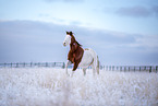 Paint Horse in Winter