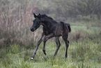 Paint Horse