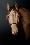 arabian Partbred portrait