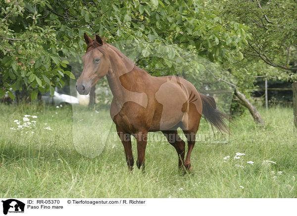 Pferd auf der Weide / Paso Fino mare / RR-05370