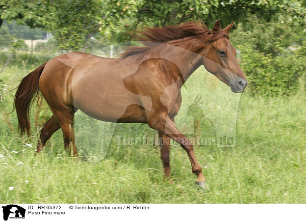 Pferd auf der Weide / Paso Fino mare / RR-05372