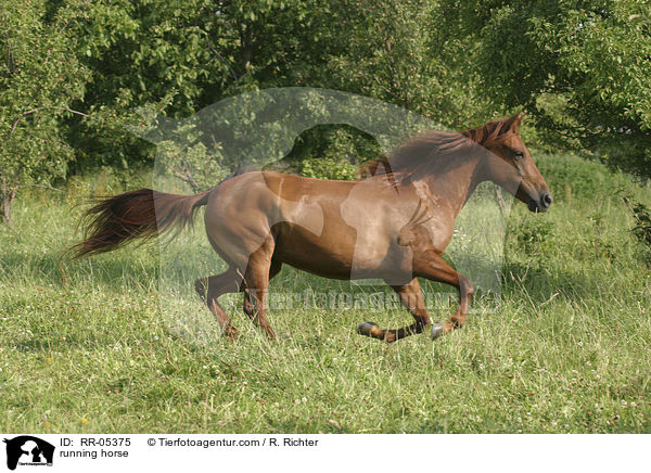 Paso Fino im Galopp / running horse / RR-05375