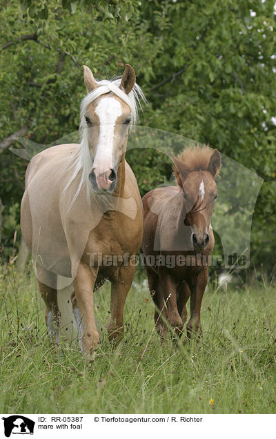 Stute mit Fohlen / mare with foal / RR-05387