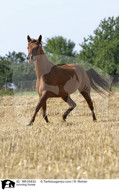 Paso Fino in Bewegung / running horse / RR-05832