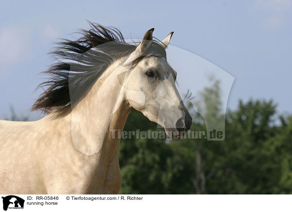 Paso Fino im Galopp / running horse / RR-05846