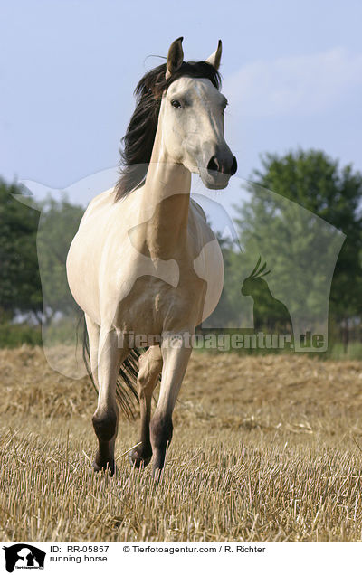 Paso Fino in Bewegung / running horse / RR-05857